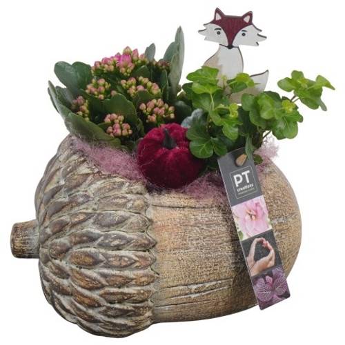 Kal.Arr PTHI5497 Herbst T22 H021
