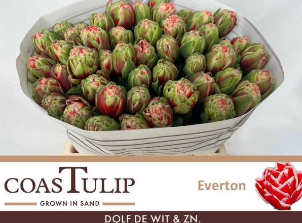 Tulpe rot/weiss Everton 44 Gramm