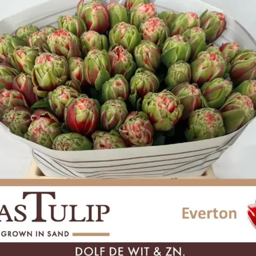 Tulpe rot/weiss Everton 44 Gramm