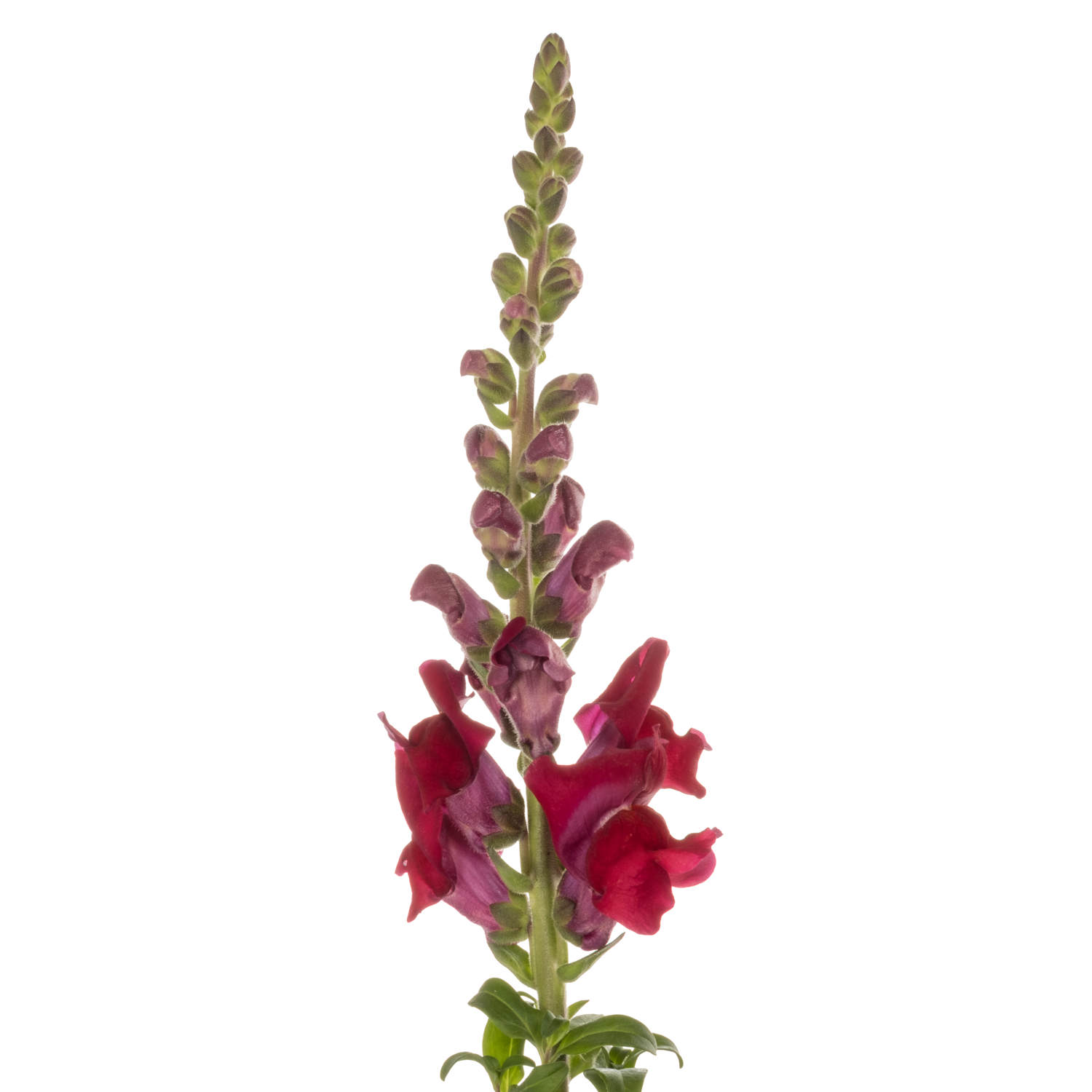 Löwenmaul  dunkel rot Antibes Red 80cm