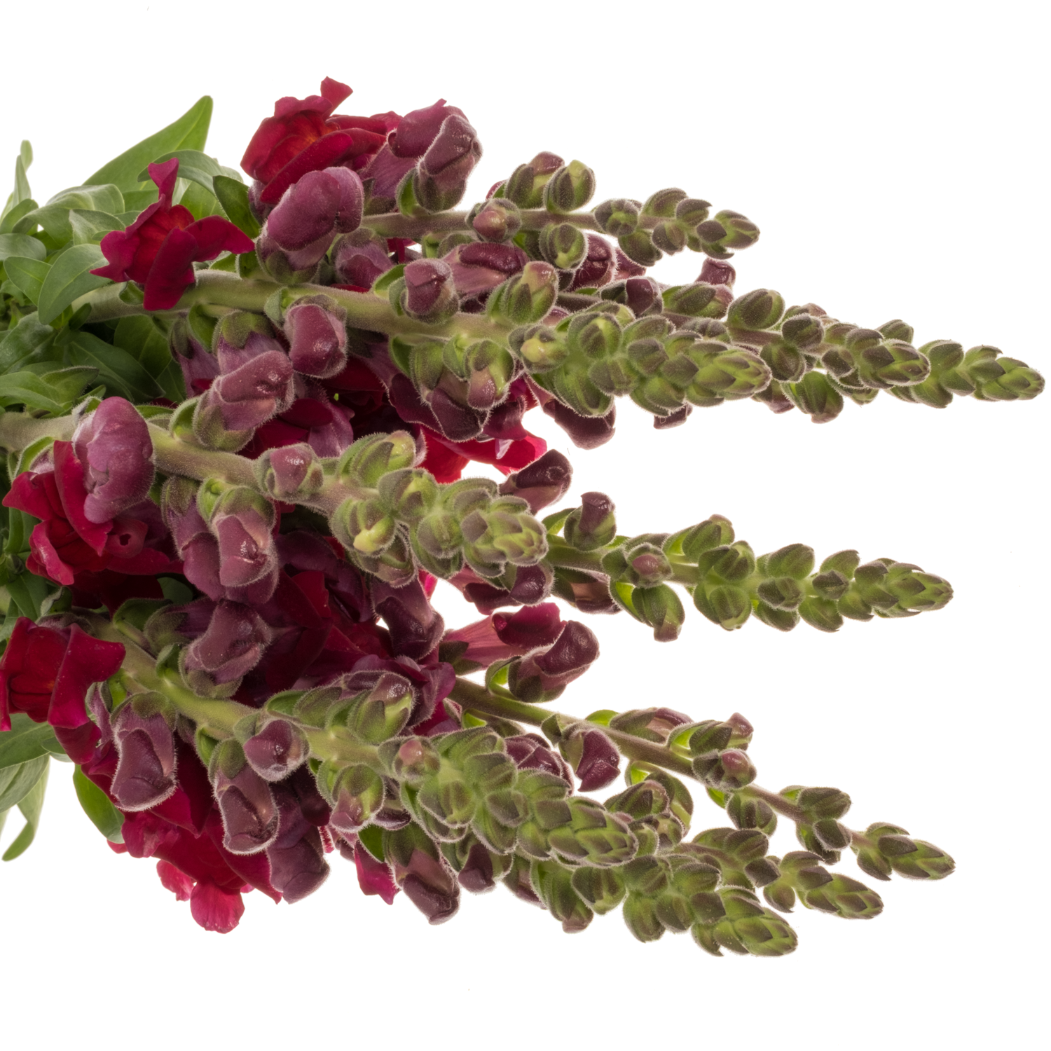 Löwenmaul  dunkel rot Antibes Red 80cm