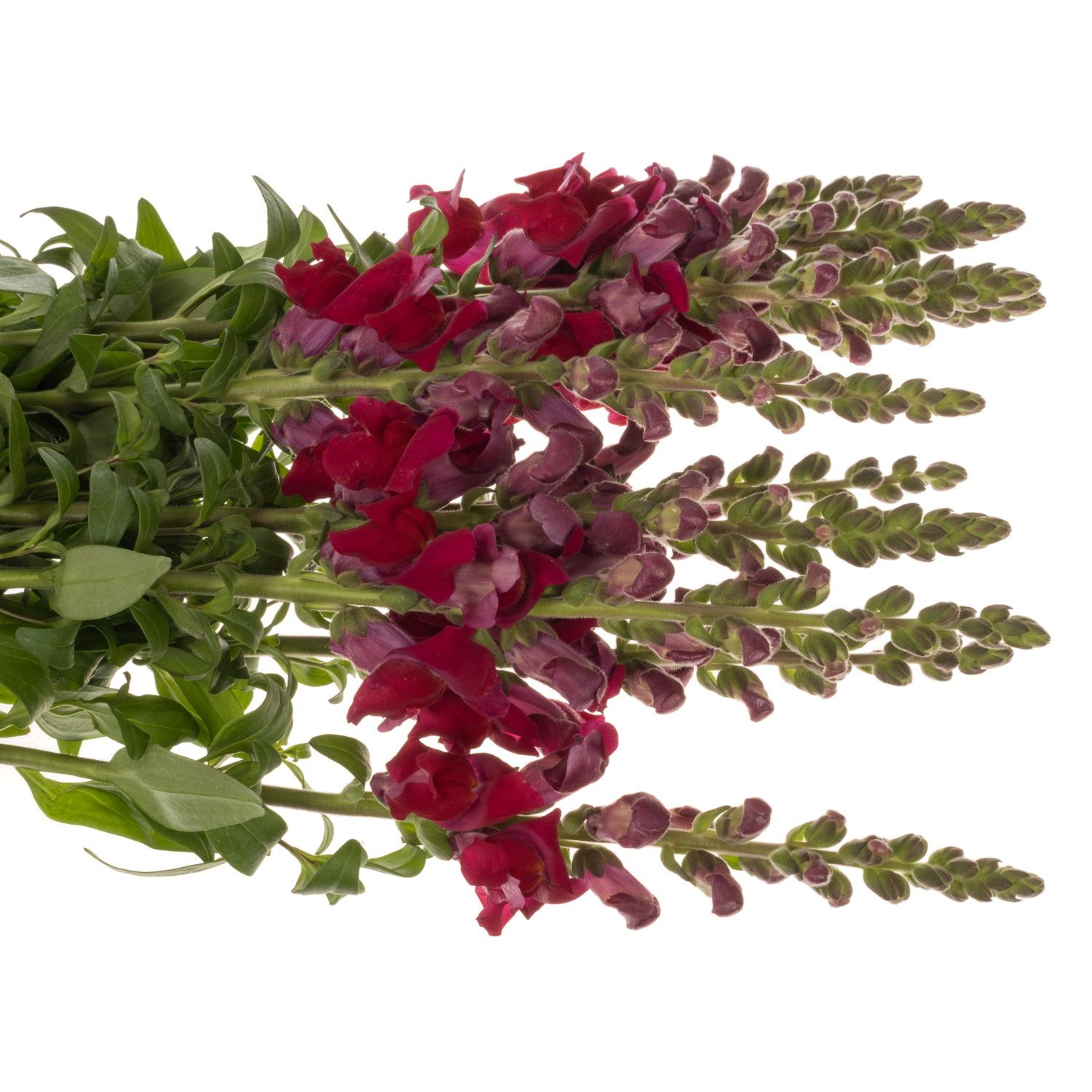 Löwenmaul  dunkel rot Antibes Red 80cm