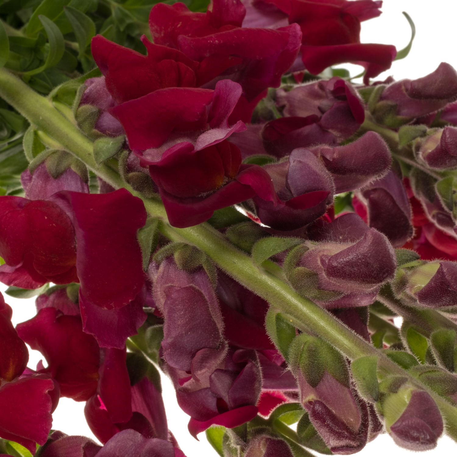 Löwenmaul  dunkel rot Antibes Red 80cm