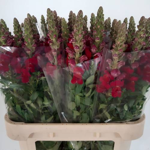 Löwenmaul dunkel rot Antibes Red 80cm (Levkojen & Löwenmaul) | Heyl ...