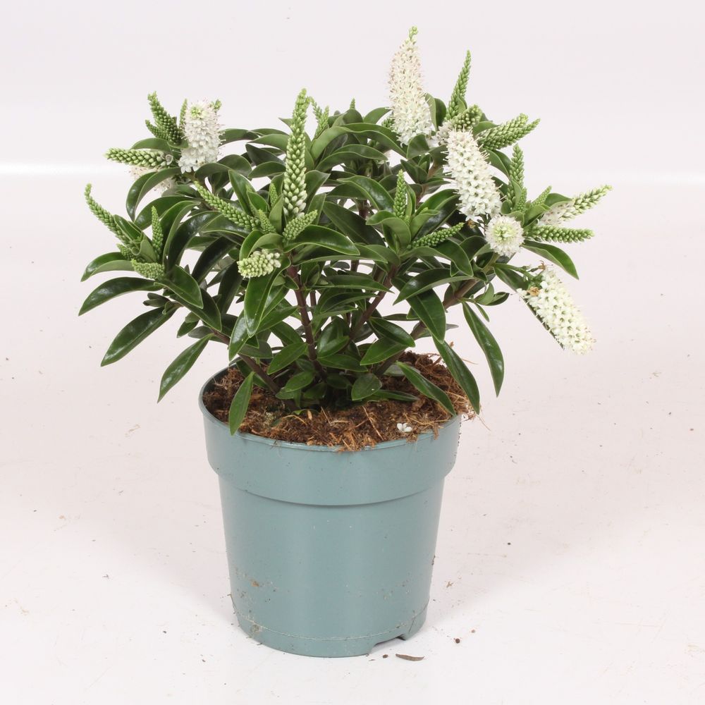 Hebe Petita weiss T12 H25