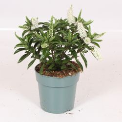 Hebe Petita weiss T12 H25