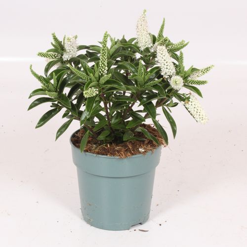 Hebe Petita weiss T12 H25