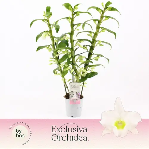 Dendrobium Nobile 3-R weiss Apollon T12 H050