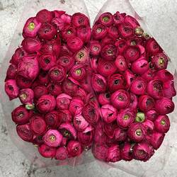 Ranunkel lila Elegance 40cm