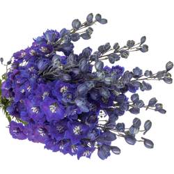 Delphinium blau Dewi Star 60cm
