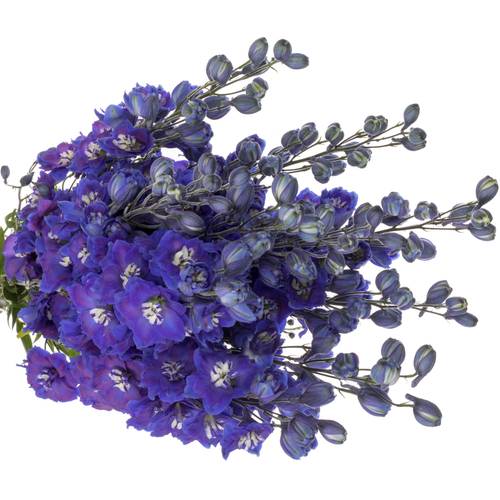Delphinium blau Dewi Star 60cm