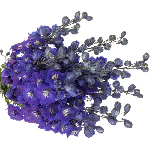 Delphinium blau Dewi Star 60cm