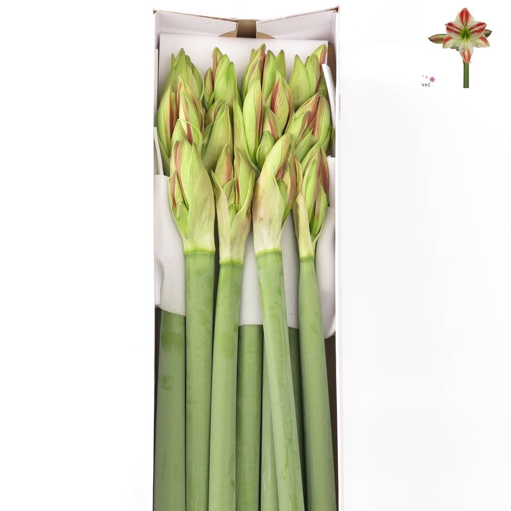 Amaryllis Krt.weiss/rot Ambiance X12