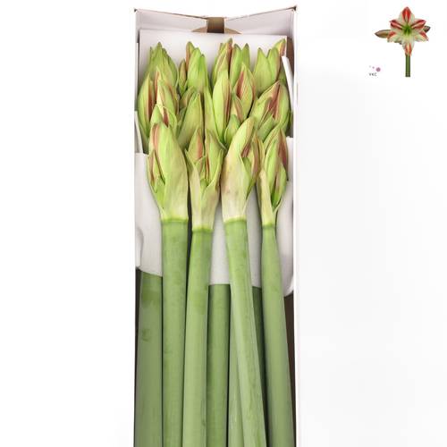 Amaryllis Krt.weiss/rot Ambiance X12