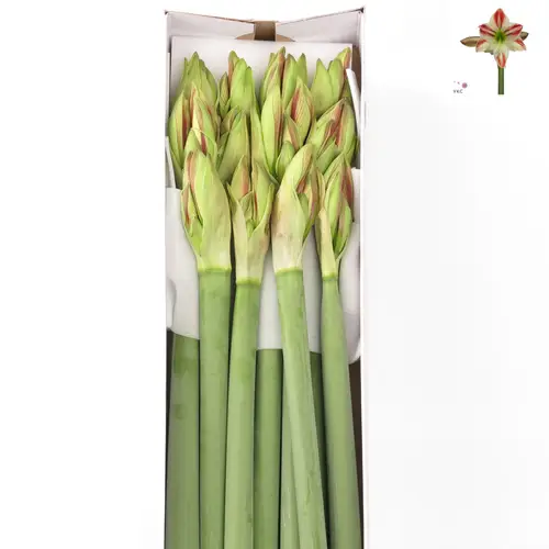 Amaryllis Krt.weiss/rot Ambiance X12