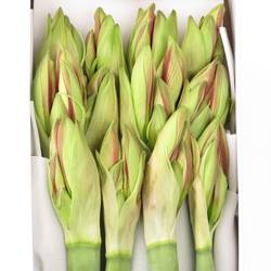 Amaryllis Krt.weiss/rot Ambiance X12