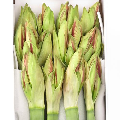 Amaryllis Krt.weiss/rot Ambiance X12