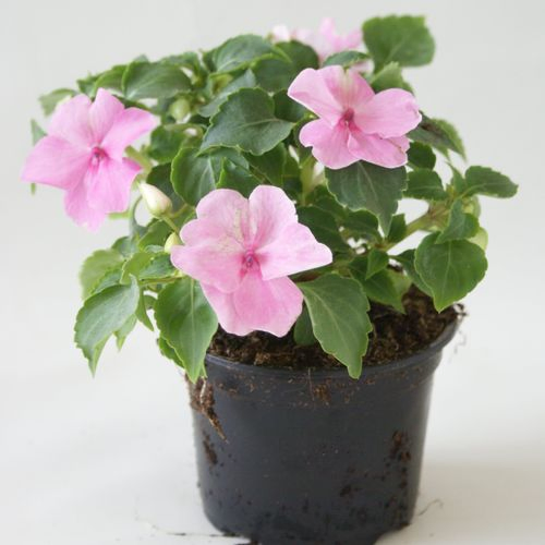Imp.Walleriana rosa T09 H015