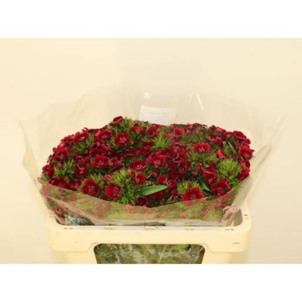 Bartnelke weinrot Dark Red 50cm