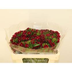 Bartnelke weinrot Dark Red 50cm