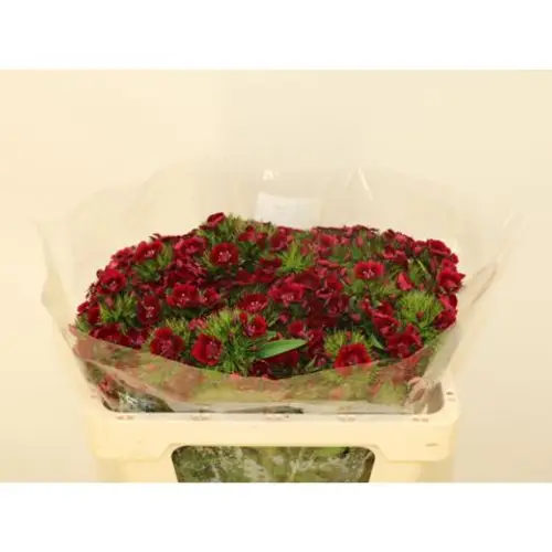 Bartnelke weinrot Dark Red 50cm