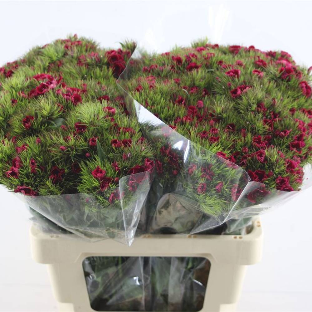 Bartnelke weinrot Dark Red 55cm