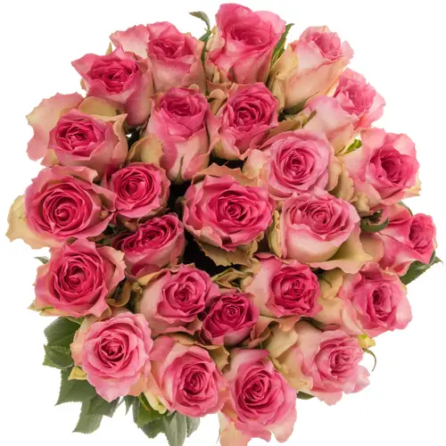 Rose rosa/weiss Malibu (Ec) 60cm