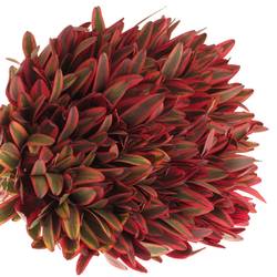 Leucadendron rot Jester 40cm