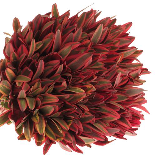 Leucadendron rot Jester 40cm