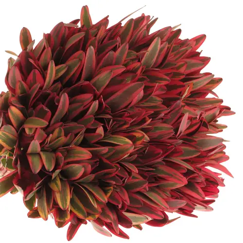 Leucadendron rot Jester 40cm