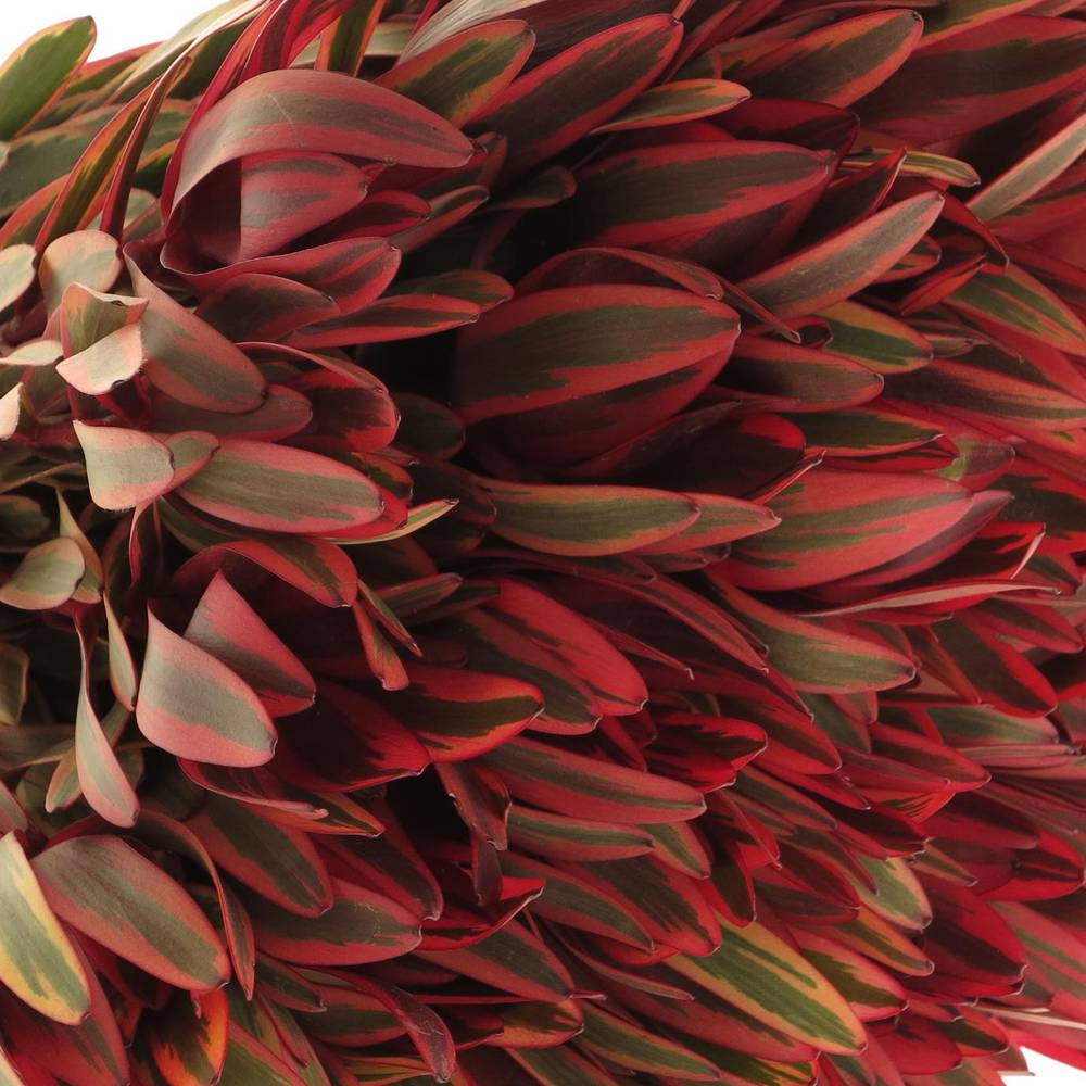 Leucadendron rot Jester 40cm