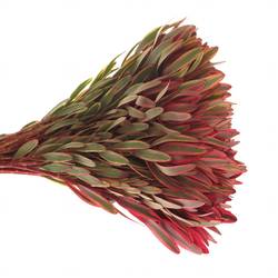 Leucadendron rot Jester 40cm