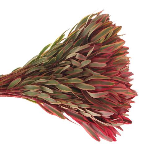 Leucadendron rot Jester 40cm