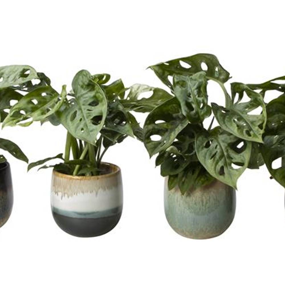 Monstera im Keramik I65780 T06 H015