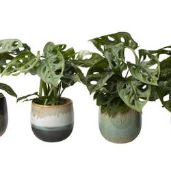 Monstera im Keramik I65780 T06 H015