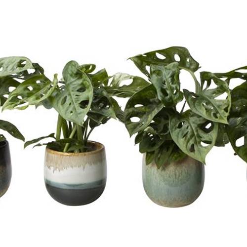 Monstera im Keramik I65780 T06 H015
