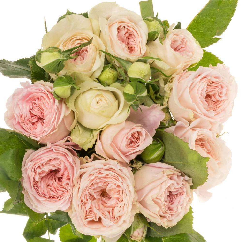 Rose rosa Freiland Ballerina Summer 40cm 1+B