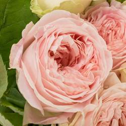 Rose rosa Freiland Ballerina Summer 40cm 1+B