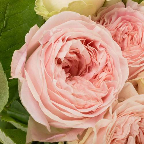 Rose rosa Freiland Ballerina Summer 40cm 1+B