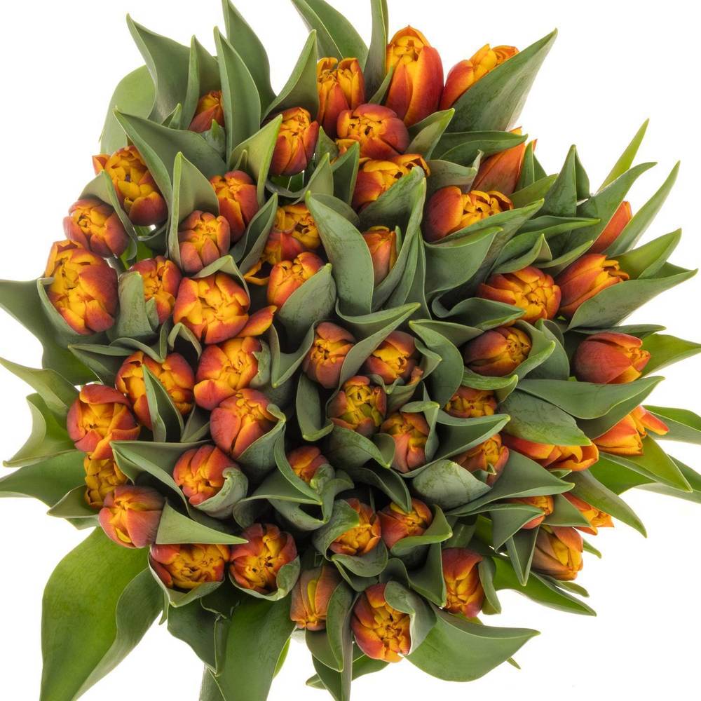 Tulpe orange/gelb doppel Atlas 44 Gramm