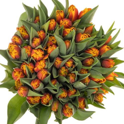 Tulpe orange/gelb doppel Atlas 44 Gramm