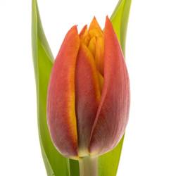 Tulpe orange/gelb doppel Atlas 44 Gramm