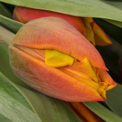 Tulpe orange/gelb doppel Atlas 44 Gramm