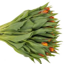 Tulpe orange/gelb doppel Atlas 44 Gramm