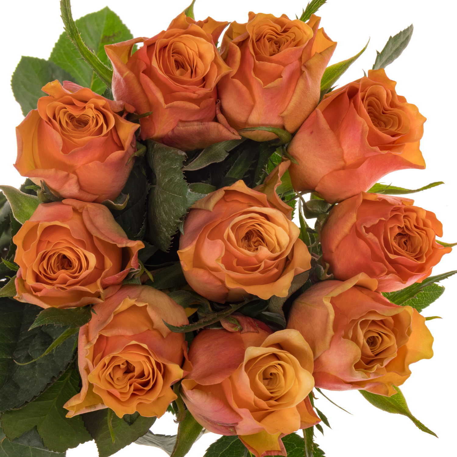 Rose orange/rosa Victoria Park 50cm