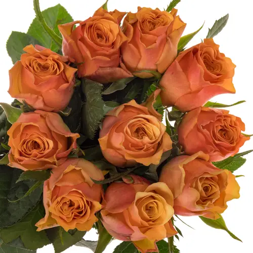 Rose orange/rosa Victoria Park 50cm