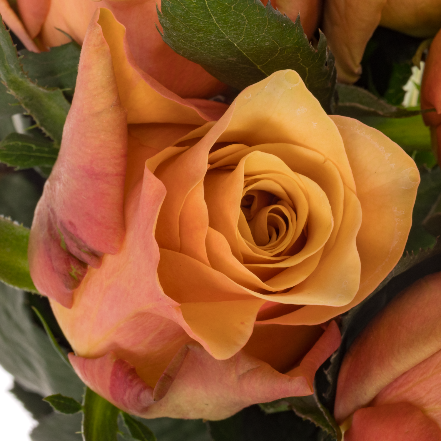 Rose orange/rosa Victoria Park 50cm