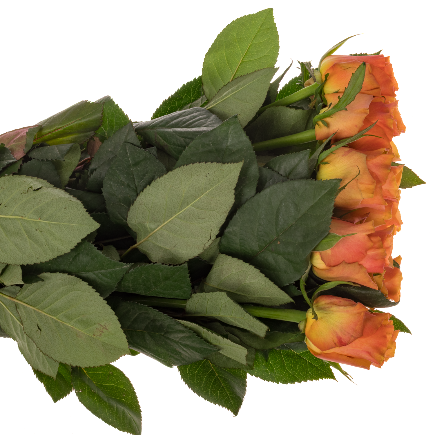 Rose orange/rosa Victoria Park 50cm