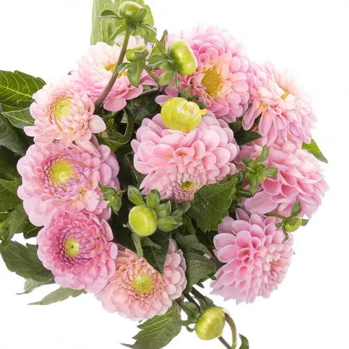 Dahlia hell rosa Wizard Of Oz 40cm