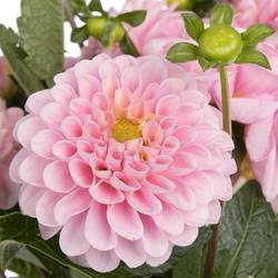 Dahlia hell rosa Wizard Of Oz 40cm